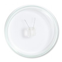 Petri Dish Platinum Electrodes and Chambers for Tissues